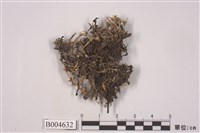 藏品(石蕊屬 )的圖片